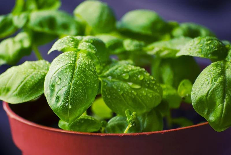 Cultiver sans jardin, c’est possible