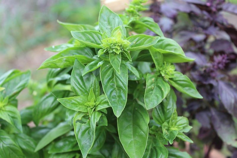 L'importance des herbes aromatiques en cuisine : astuces pour les cultiver en 2026